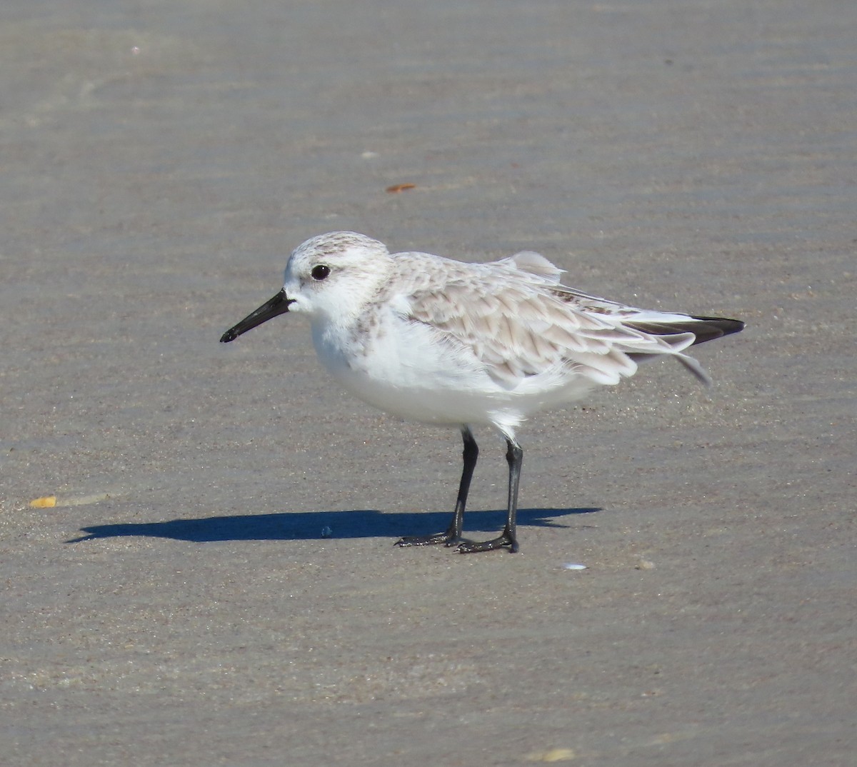 Гурвалж элсэг - ML644465558