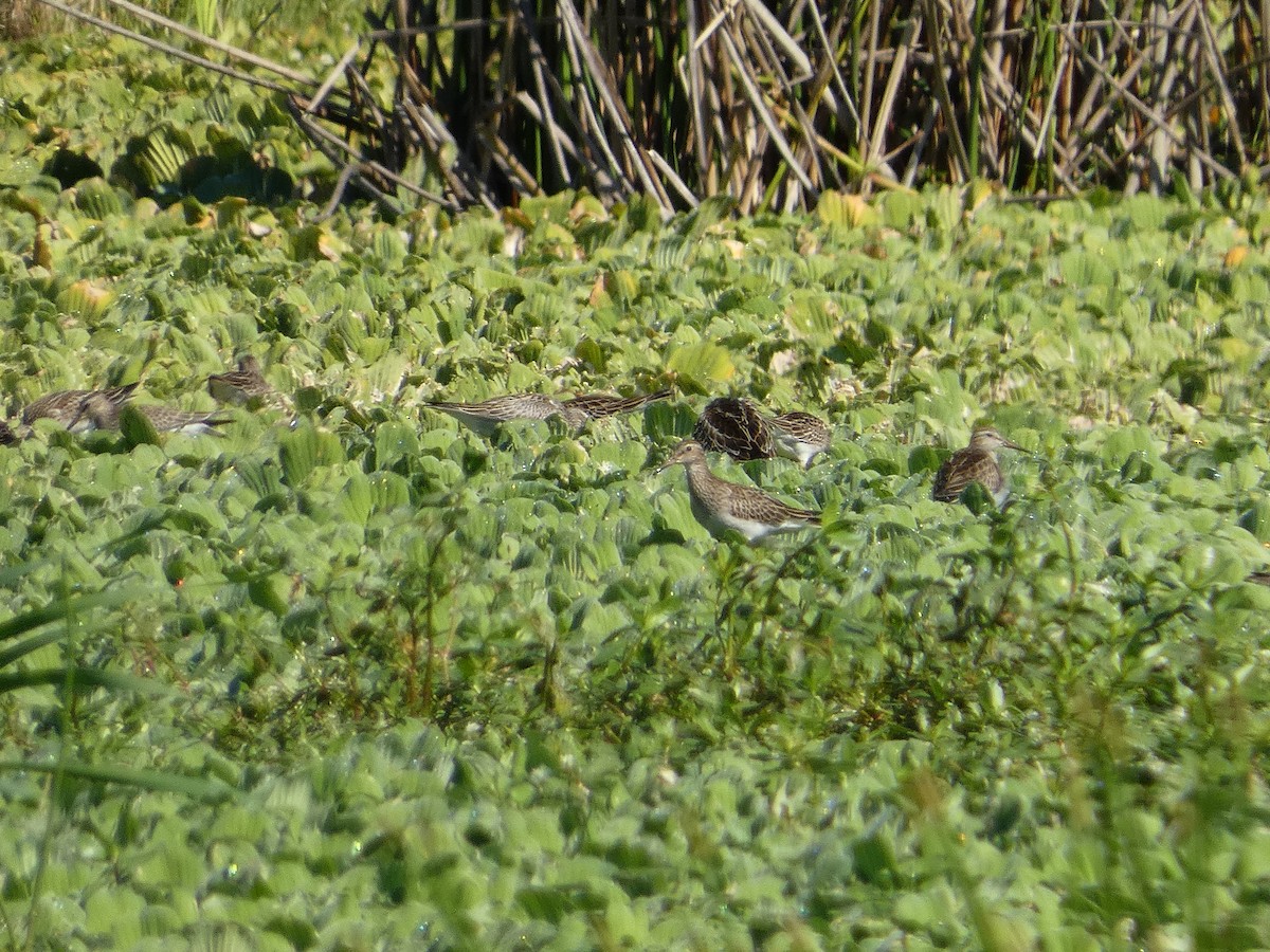 Pectoral Sandpiper - ML644465575
