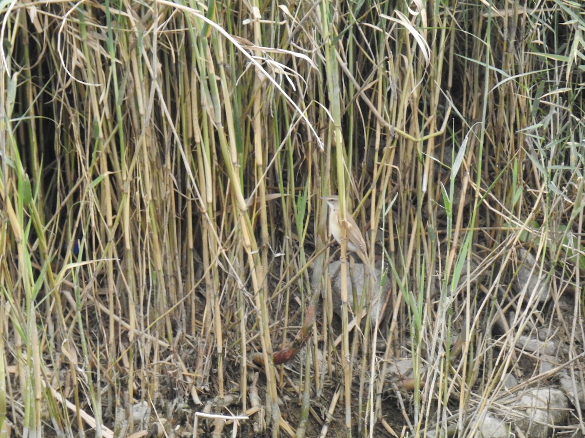 Great Reed Warbler - ML644465583