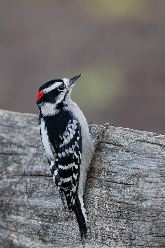 Downy Woodpecker - ML644465590