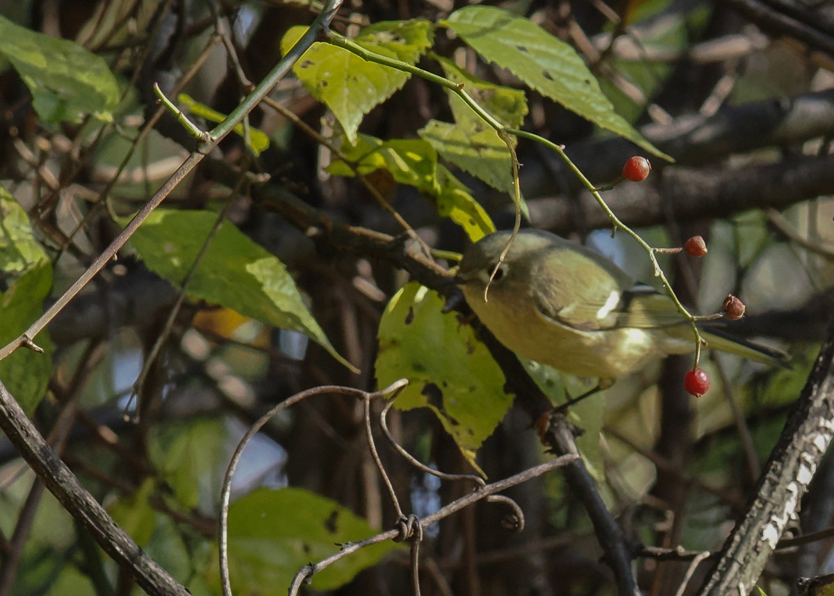 Ruby-crowned Kinglet - ML644465591