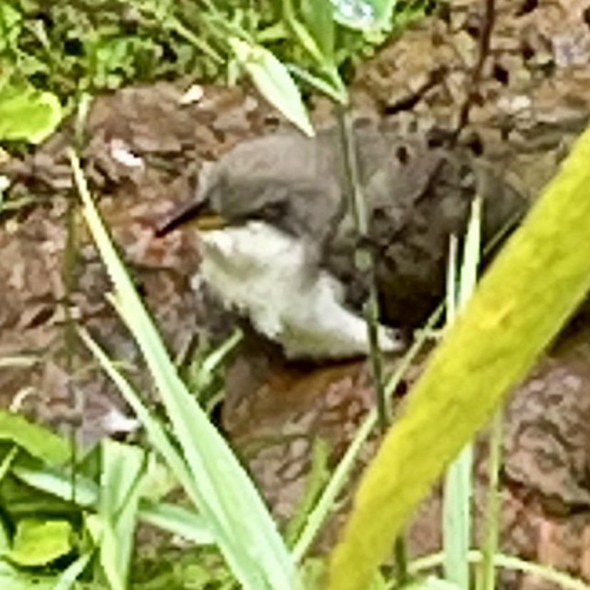 Yellow-billed Cuckoo - ML644465593