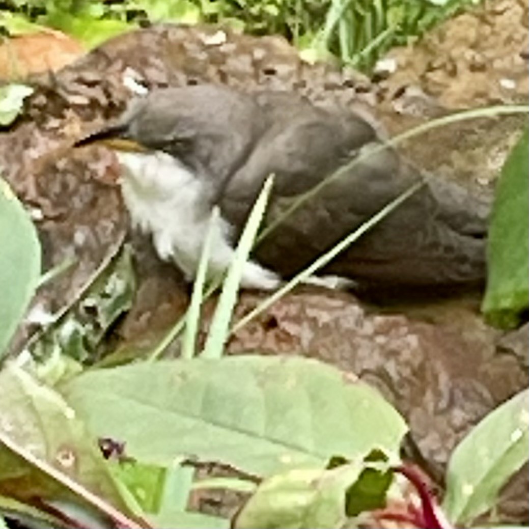 Yellow-billed Cuckoo - ML644465594