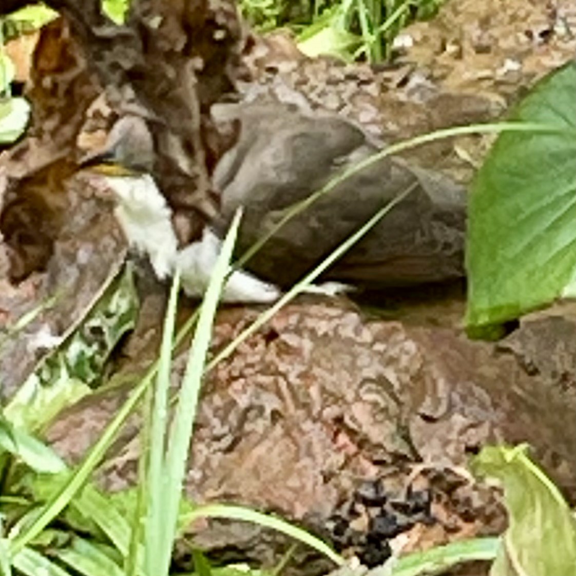 Yellow-billed Cuckoo - ML644465595