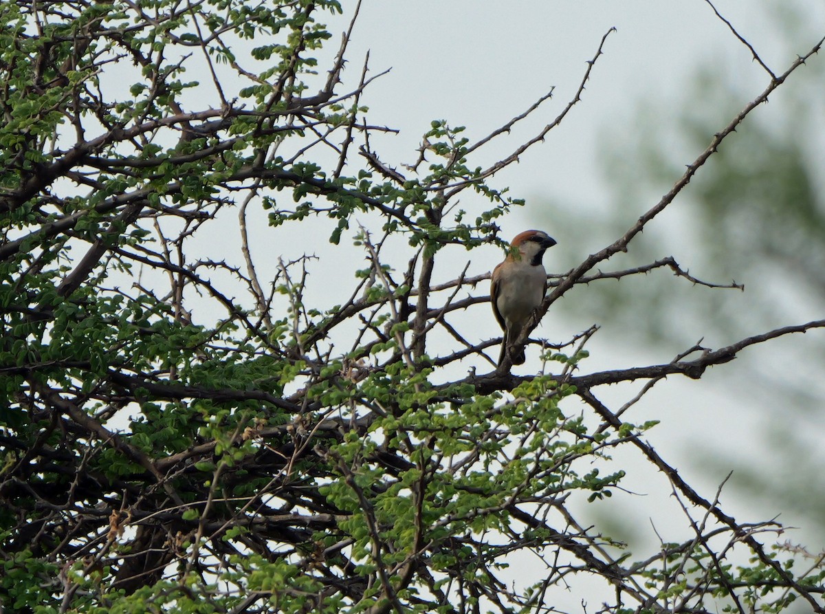 Great Rufous Sparrow - ML644465599