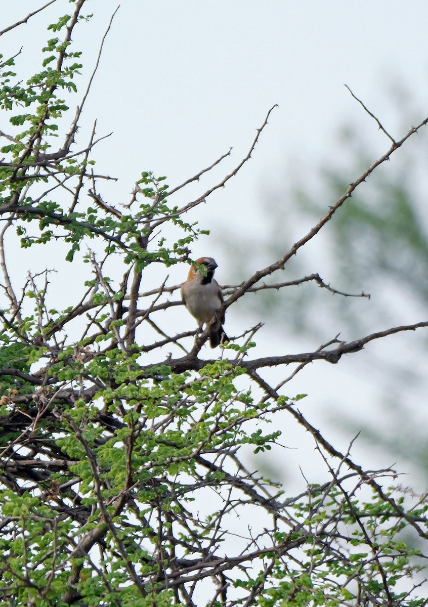Great Rufous Sparrow - ML644465600