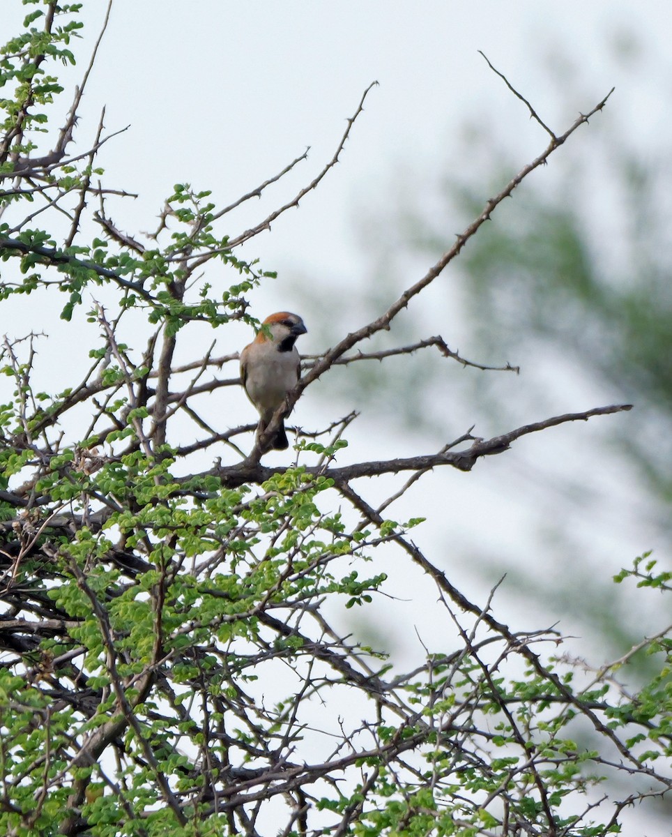 Great Rufous Sparrow - ML644465601