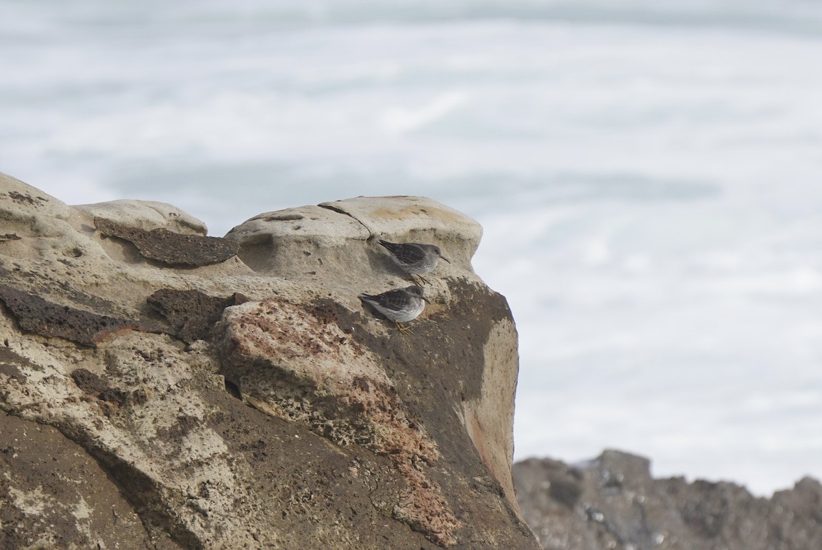 Purple Sandpiper - ML644465610