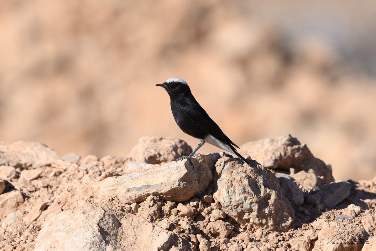 Saharasteinschmätzer - ML644465618