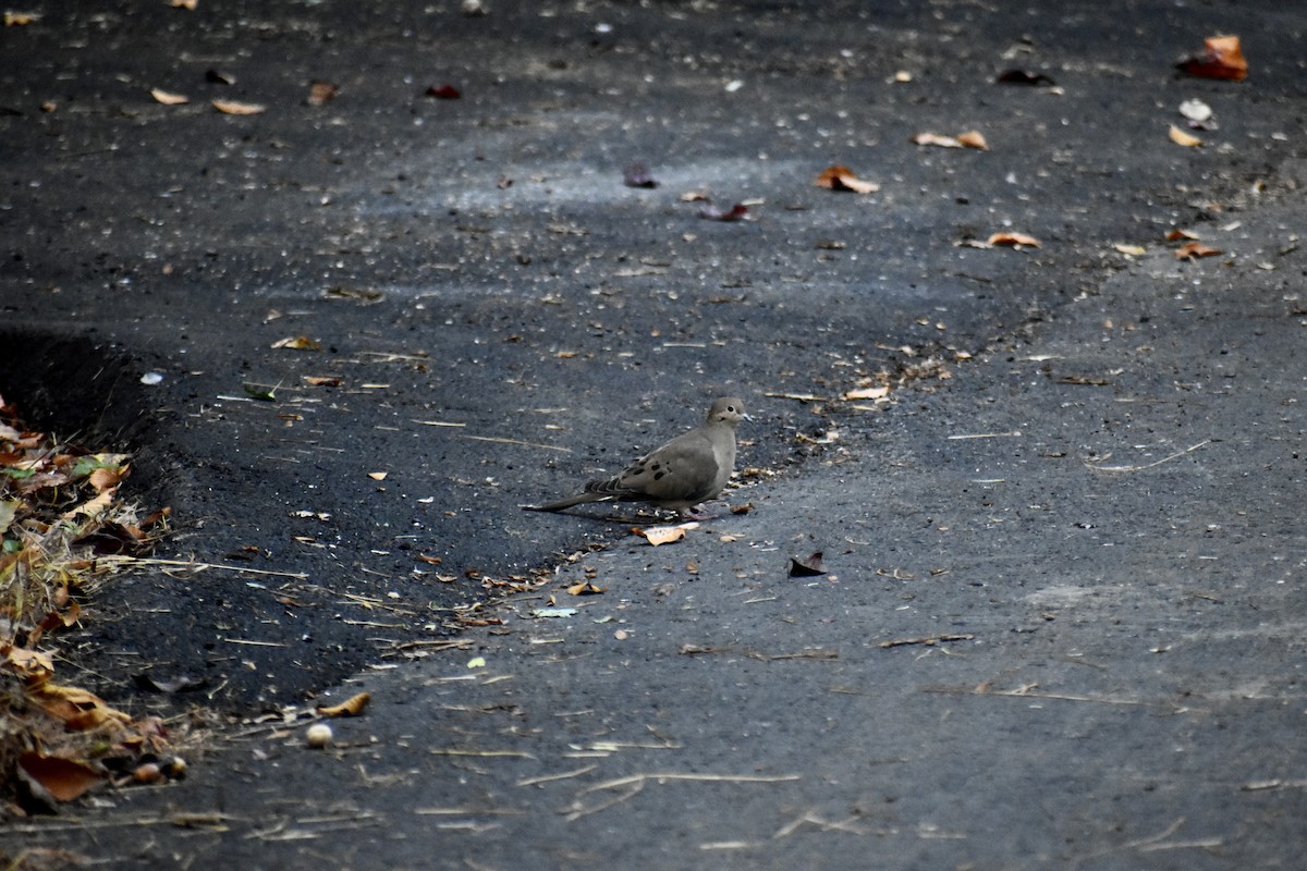 Mourning Dove - Will K