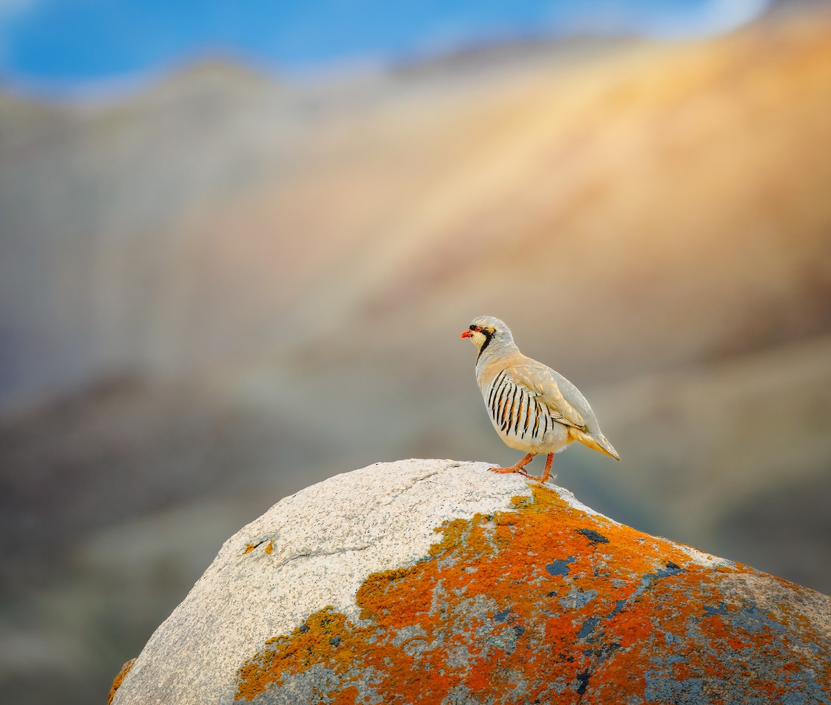 Кеклик - ML644465628