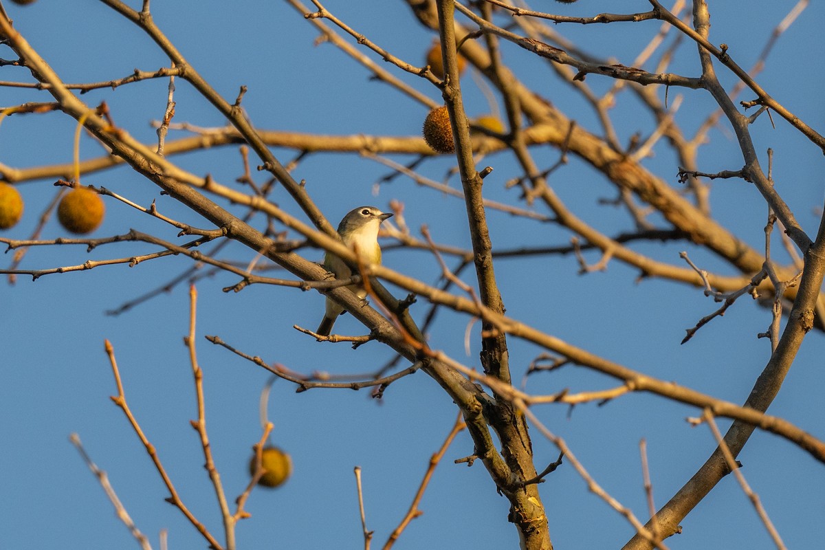 Blue-headed Vireo - ML644465629