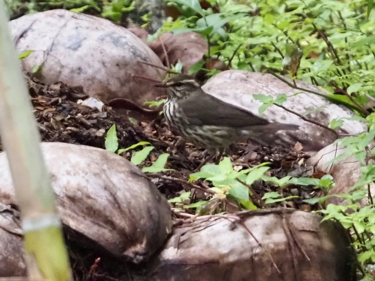 Northern Waterthrush - ML644465630