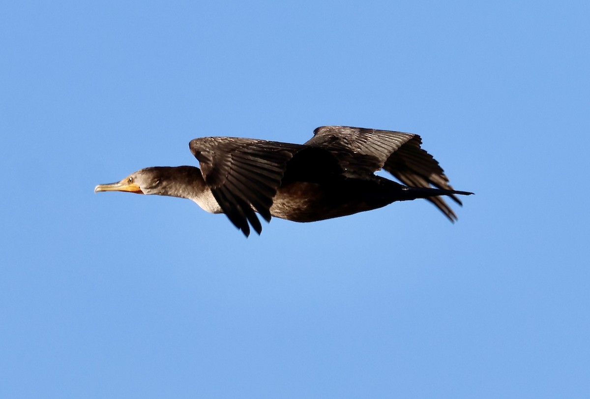 Double-crested Cormorant - ML644465631