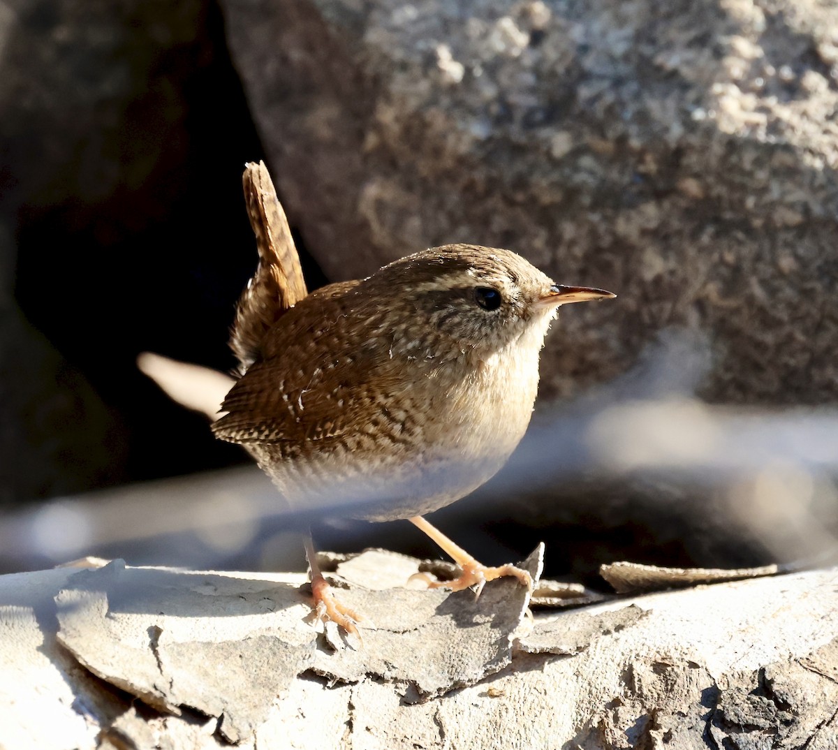Winter Wren - ML644465639