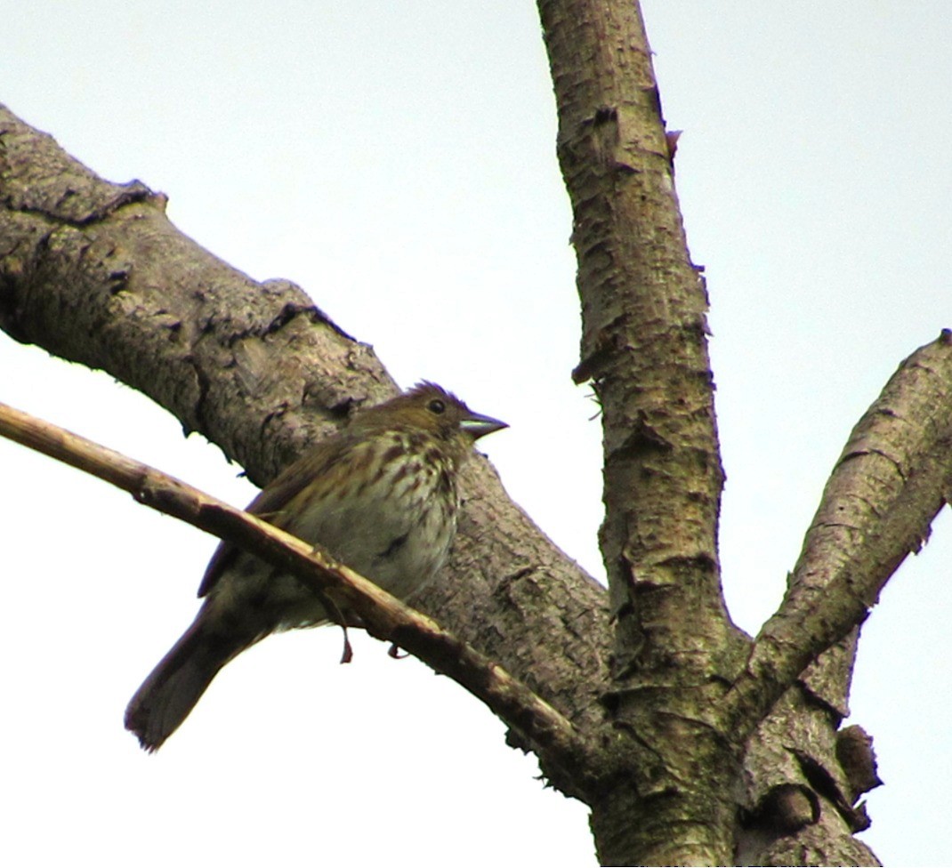 Blue-black Grassquit - ML644465641