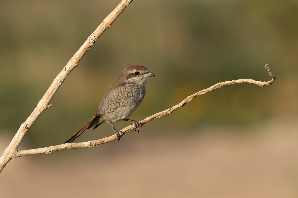 Red-backed Shrike - ML644465642