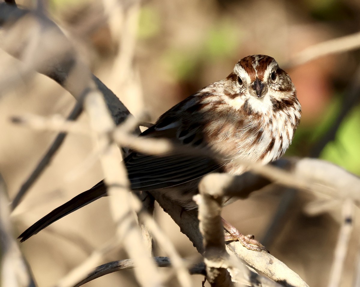 Song Sparrow - ML644465654