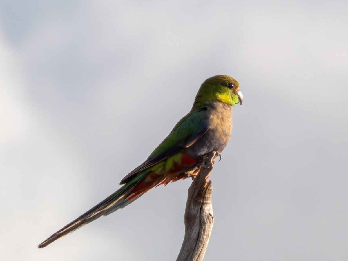 Red-capped Parrot - ML644465660