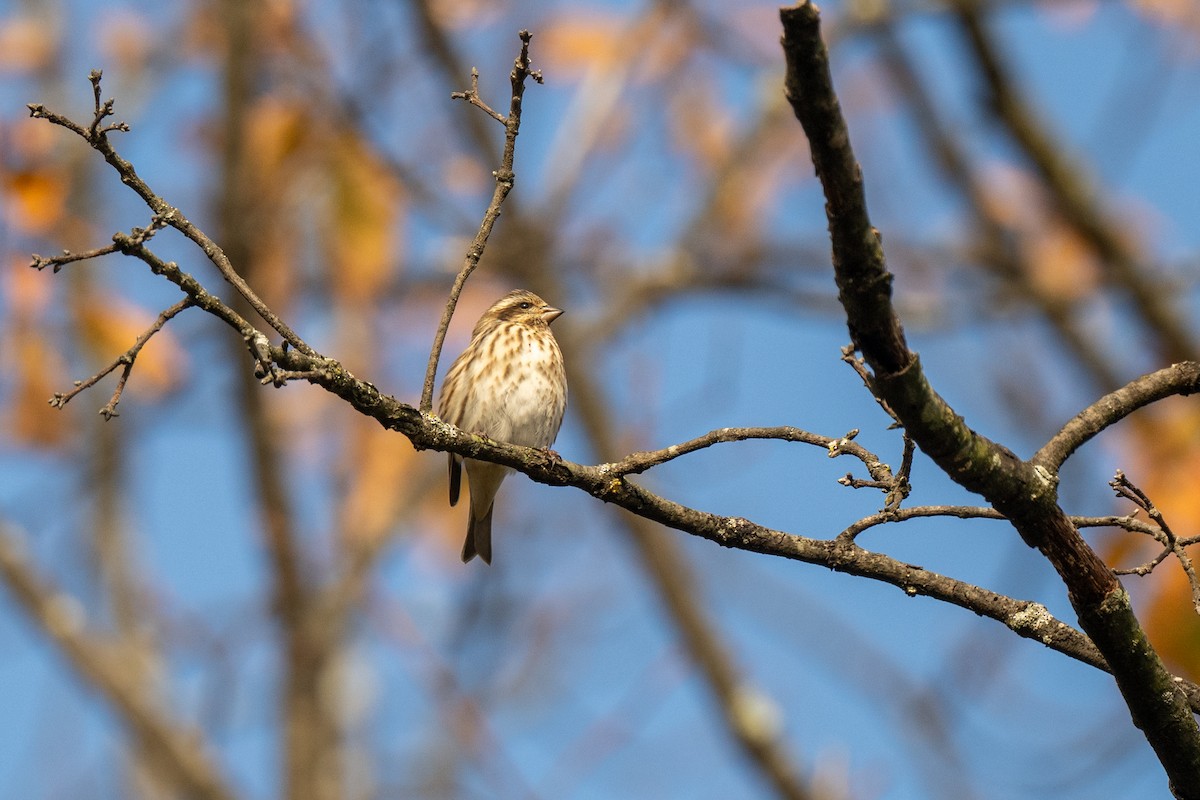 purpurfink - ML644465662