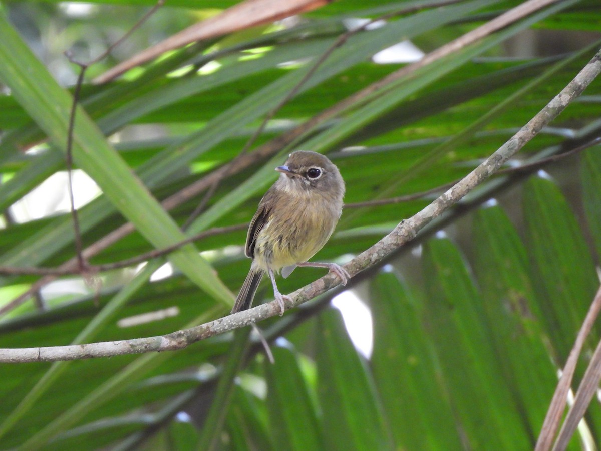 Eye-ringed Tody-Tyrant - ML644465667