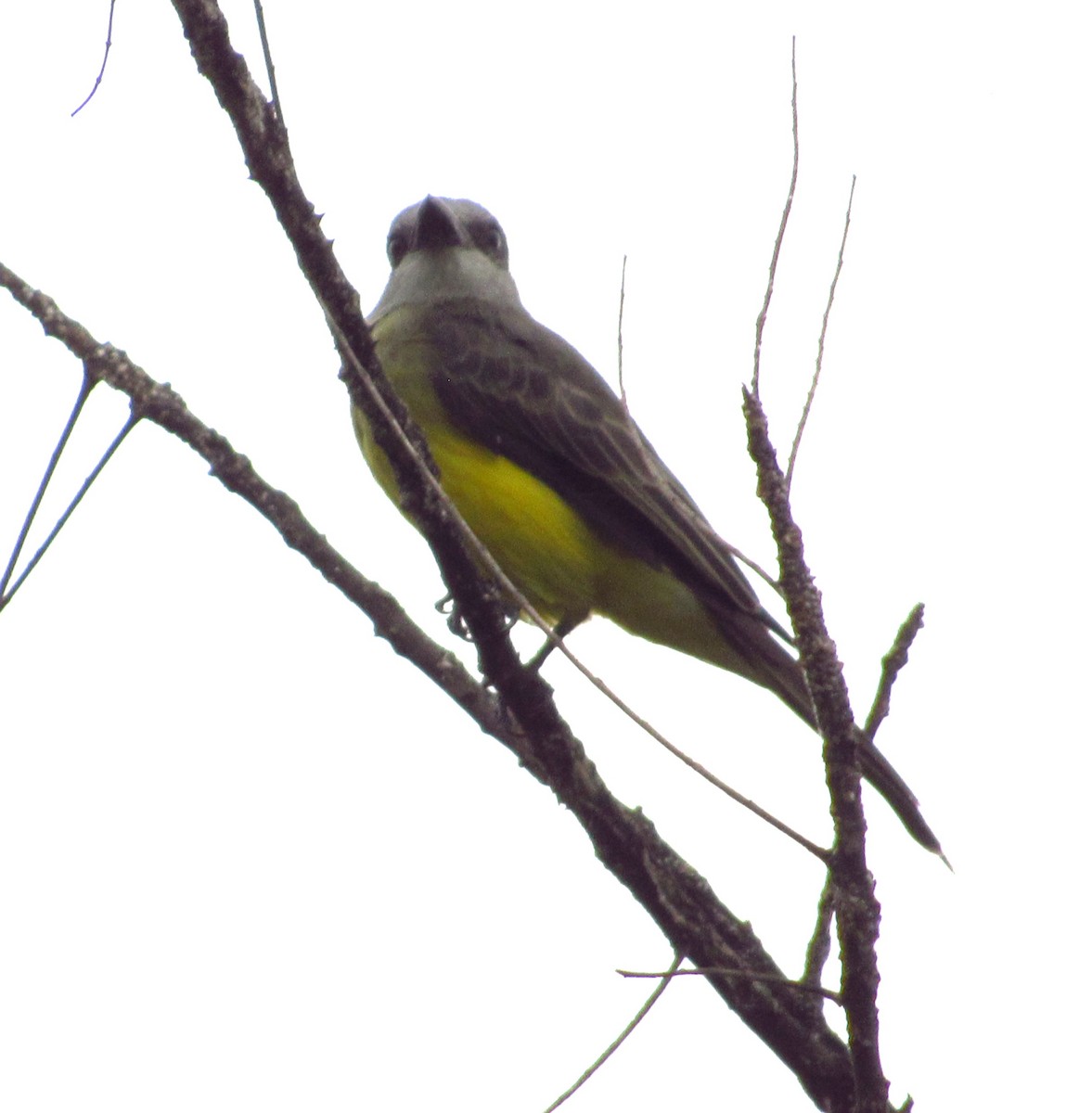 Tropical Kingbird - ML644465674