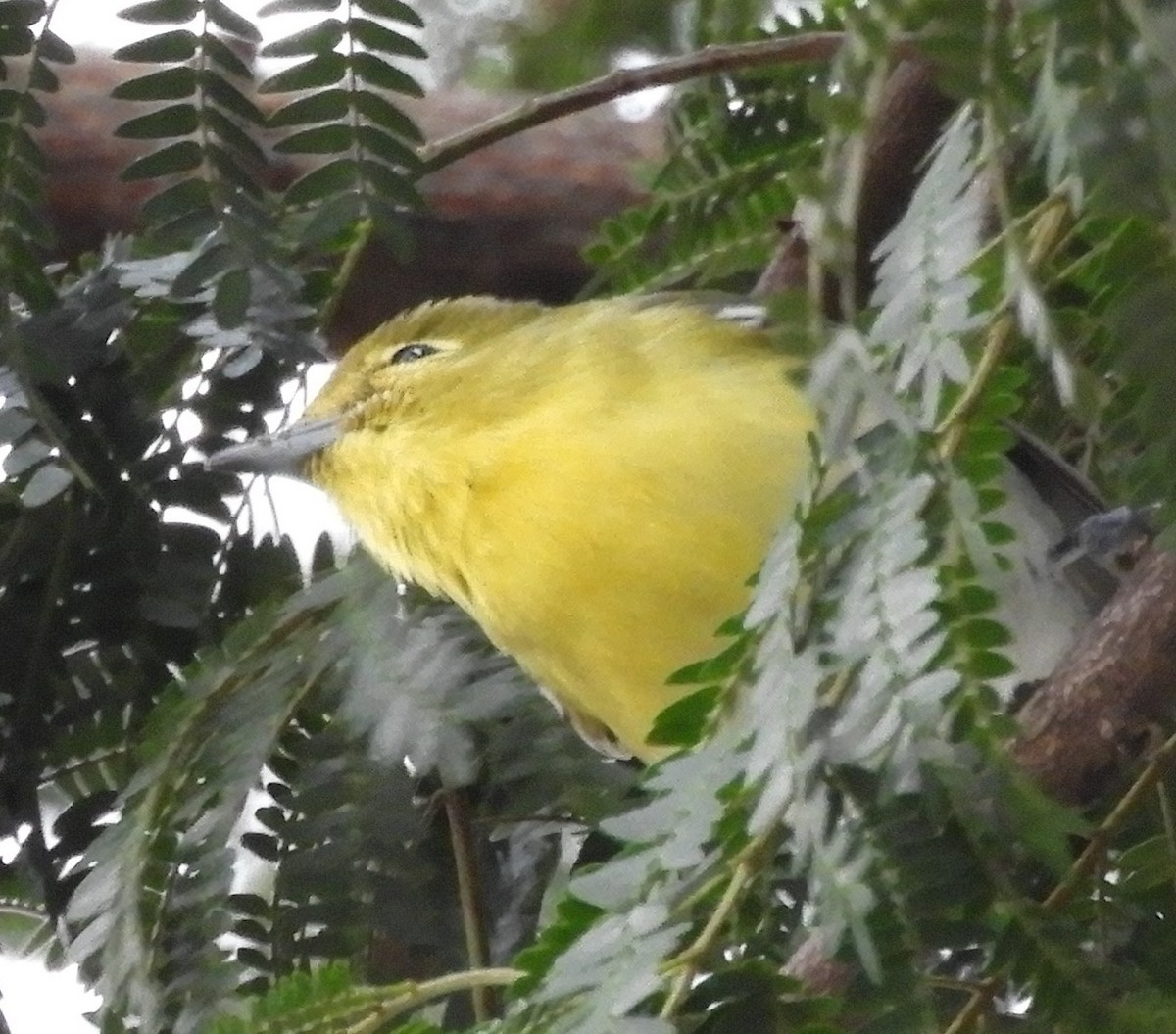 Yellow-throated Vireo - ML644465675