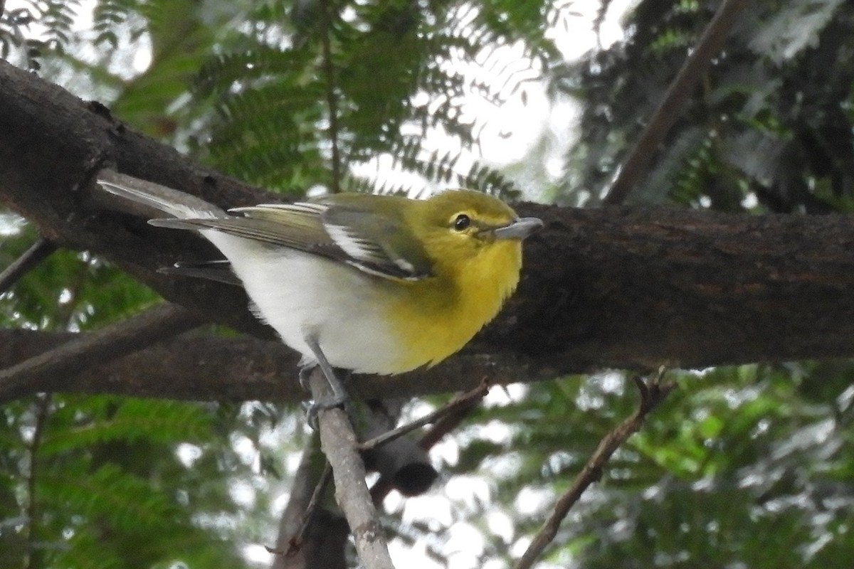 Yellow-throated Vireo - ML644465676