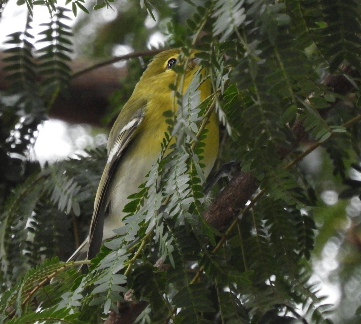 Yellow-throated Vireo - ML644465677