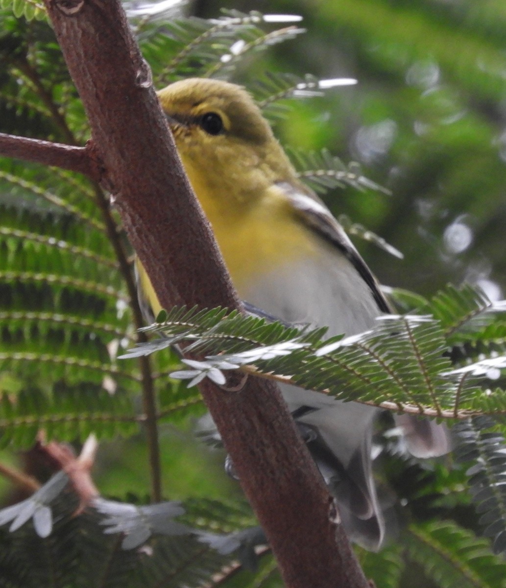Yellow-throated Vireo - ML644465678