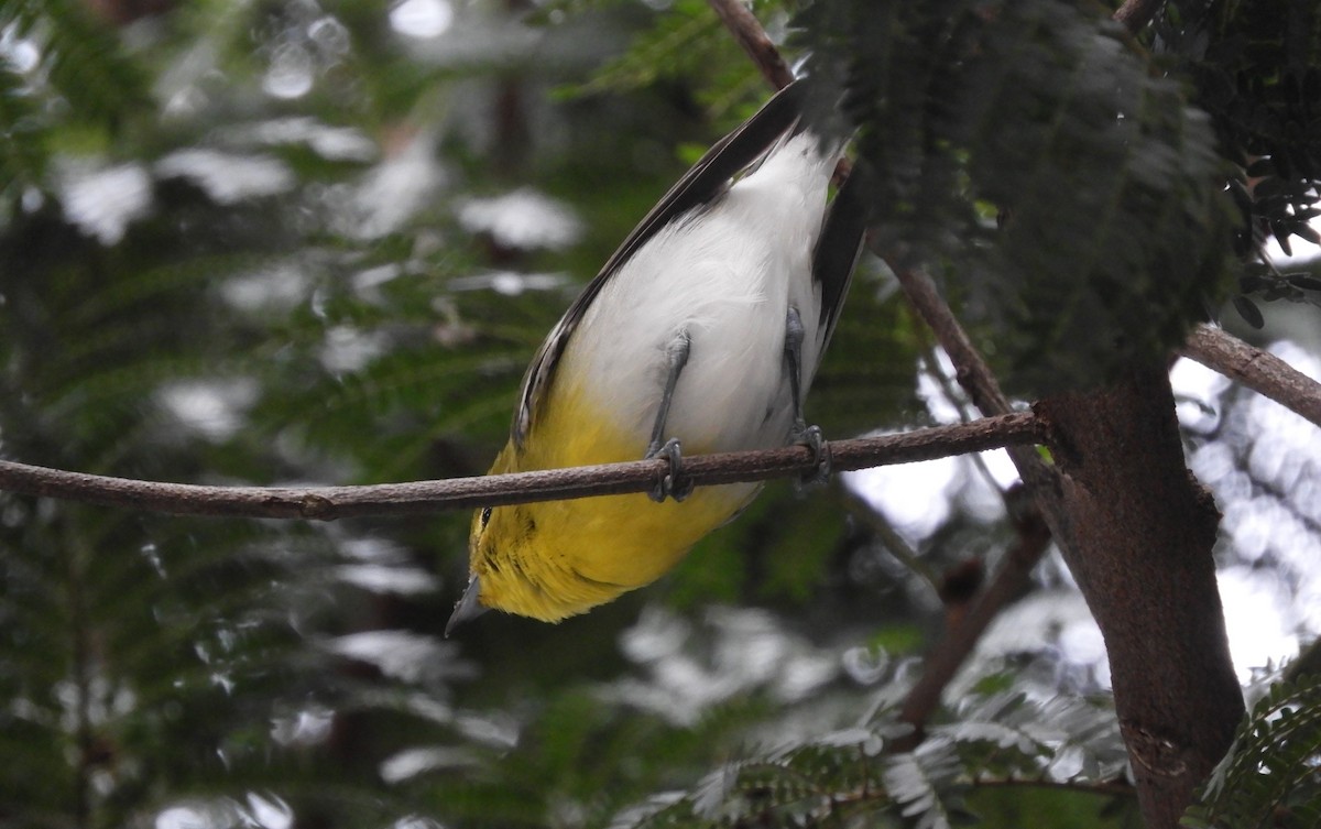 Yellow-throated Vireo - ML644465679
