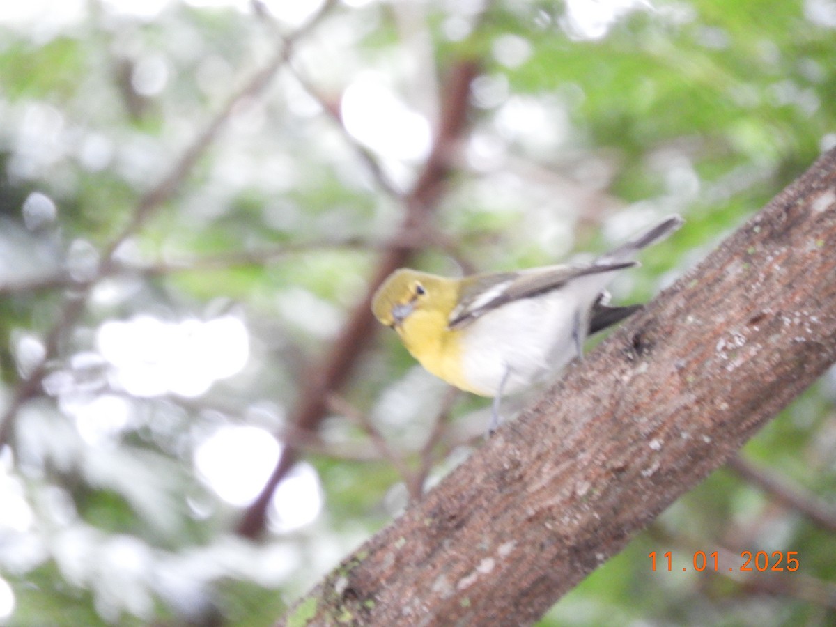 Yellow-throated Vireo - ML644465680