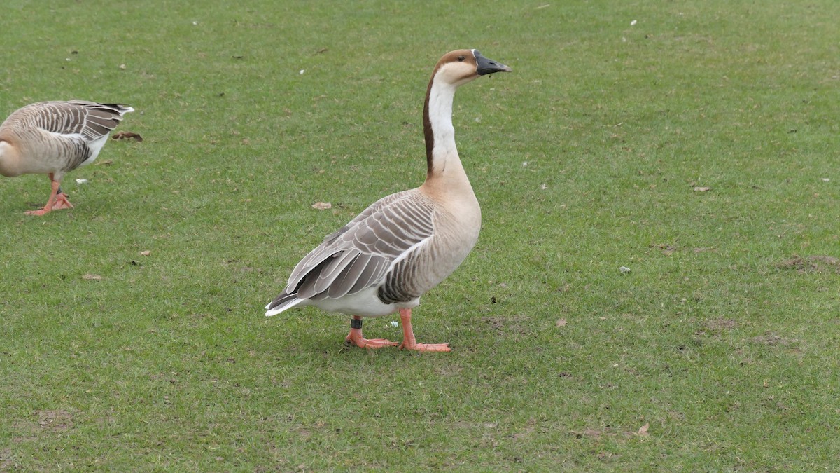 Çin Kazı (evcil tip) - ML644465692