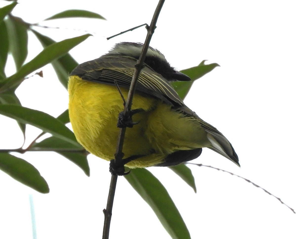 Sosyal Tiran - ML644465697