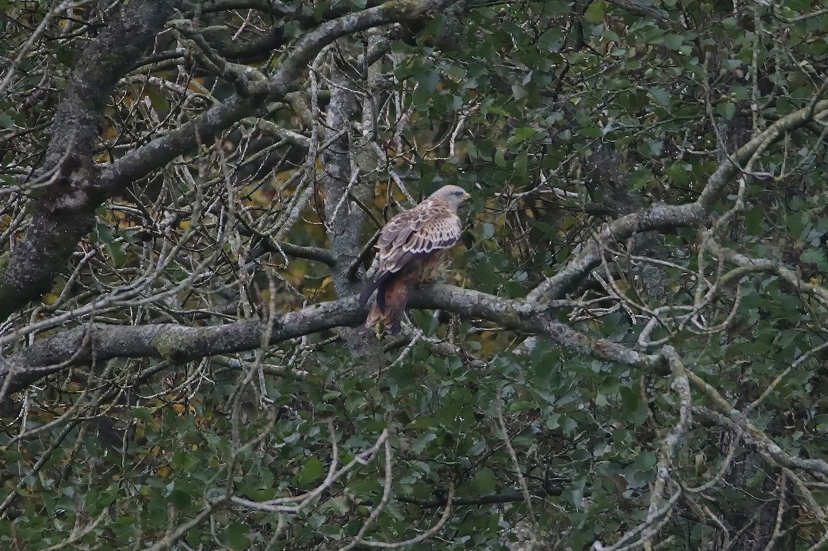 Red Kite - ML644465698