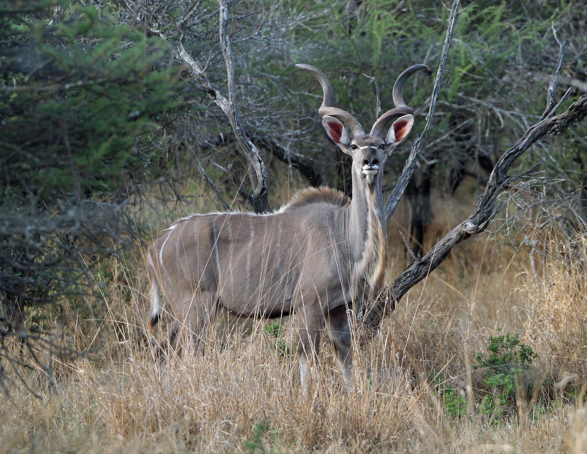 Greater Kudu - ML644465699