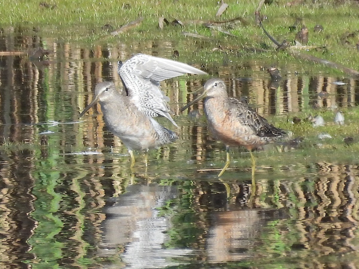 Хараалжин цууцил - ML644465700