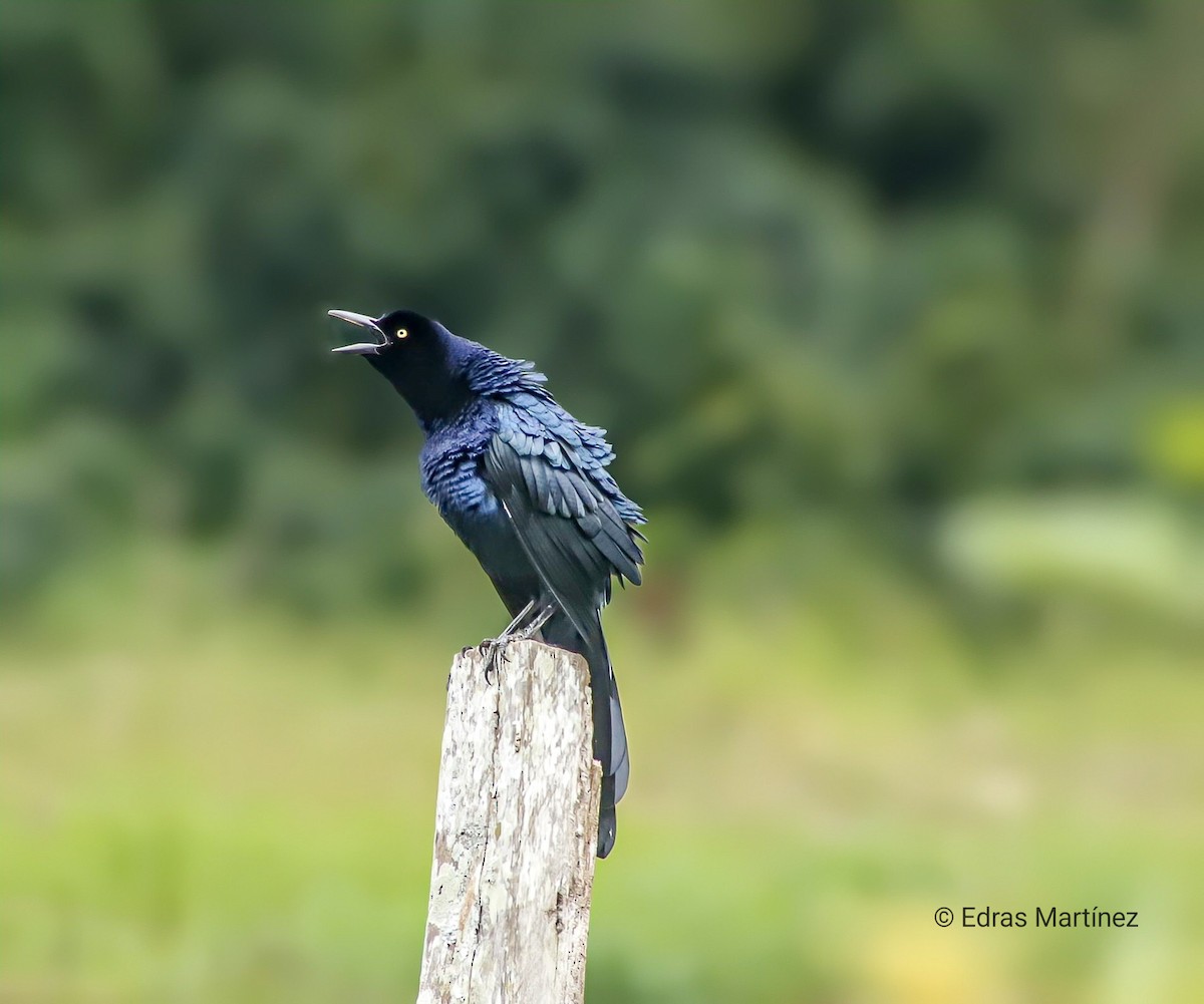 Great-tailed Grackle - ML644465714