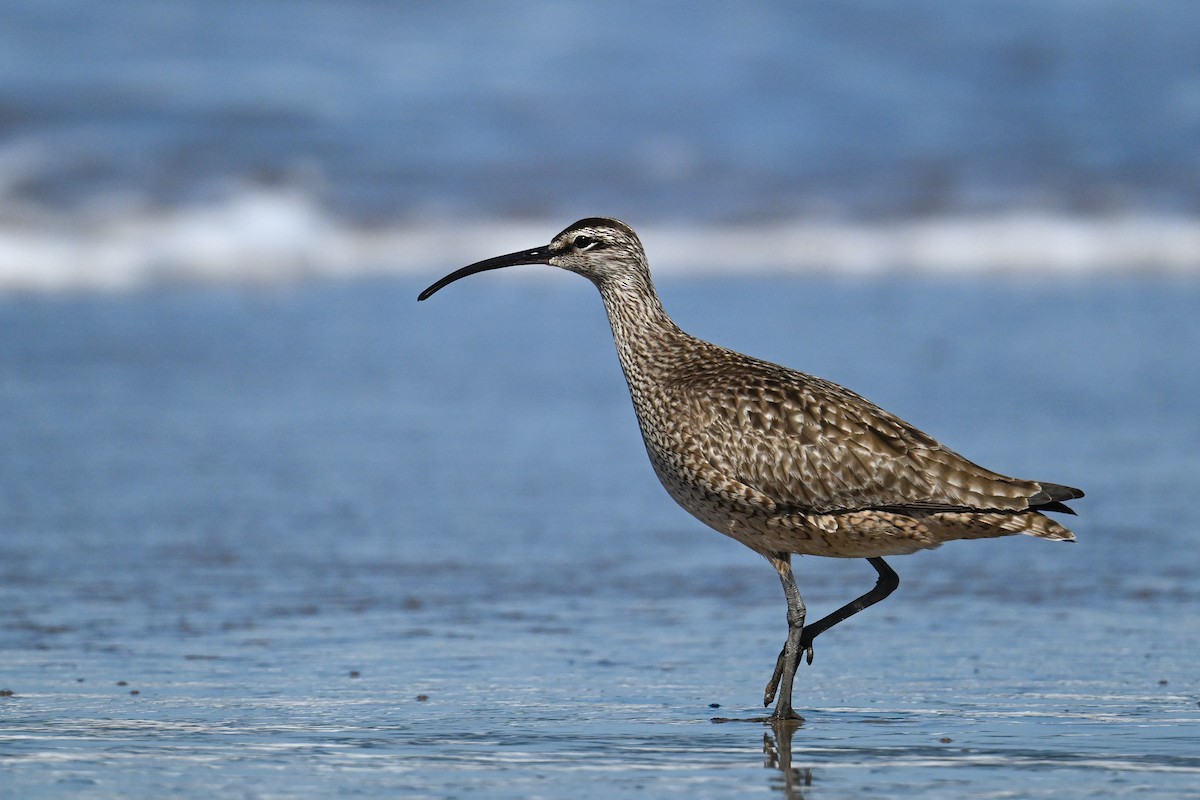 Hudsonian Whimbrel - Maryse Neukomm