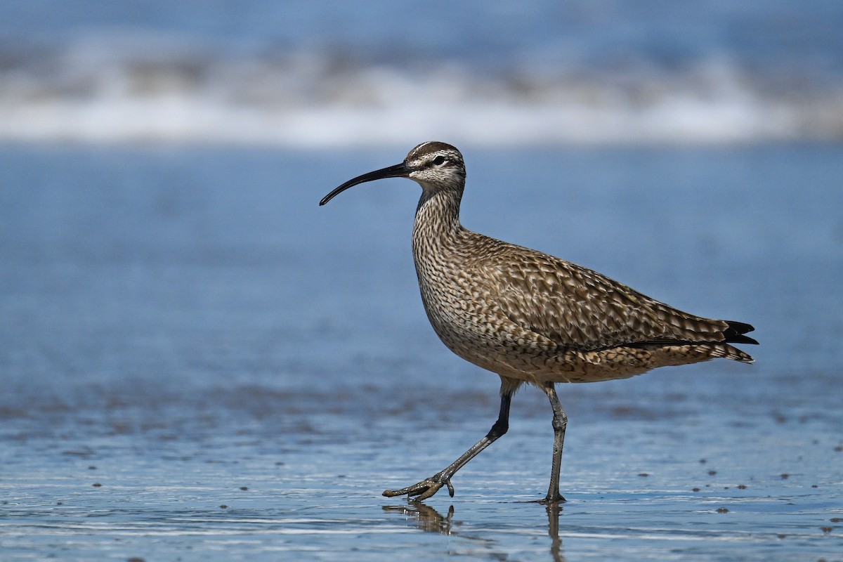 Hudsonian Whimbrel - Maryse Neukomm