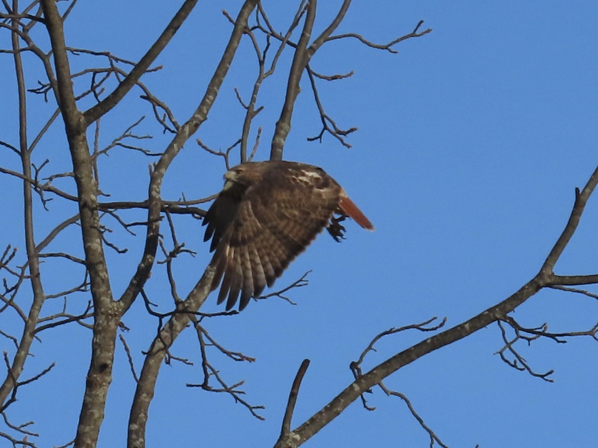 Busardo Colirrojo - ML644465729