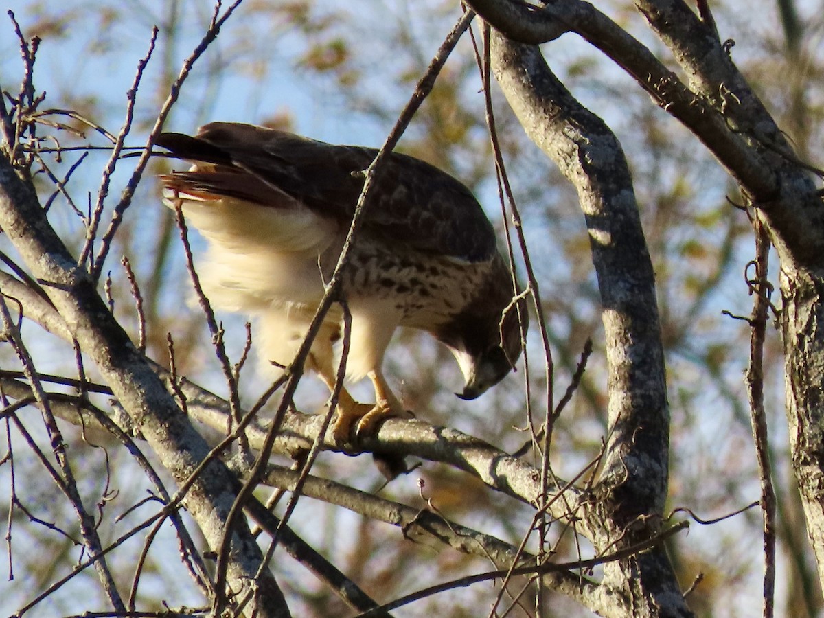 Busardo Colirrojo - ML644465732