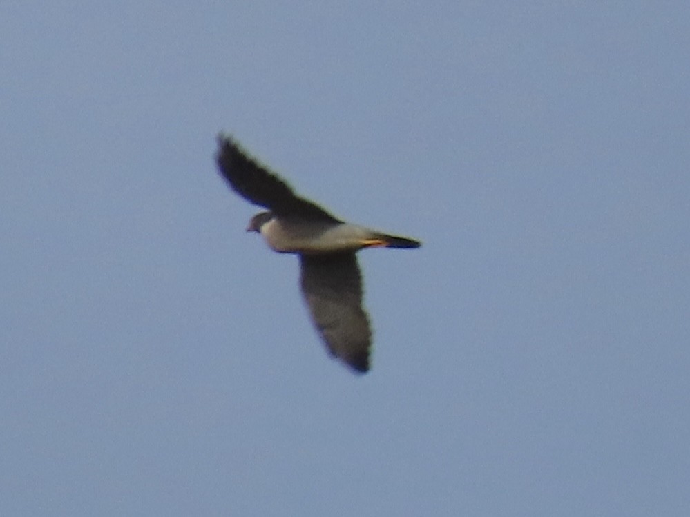 sokol stěhovavý - ML644465744