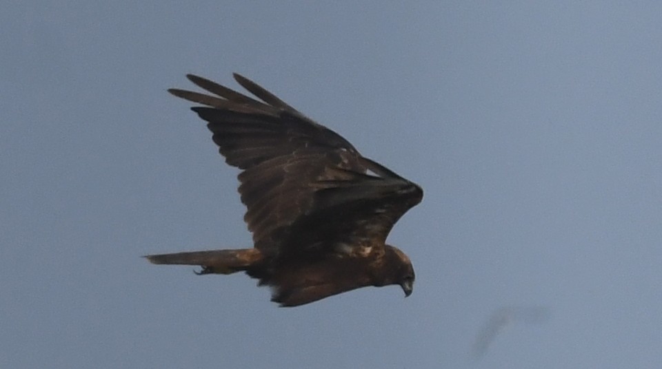 Western Marsh Harrier - ML644465770