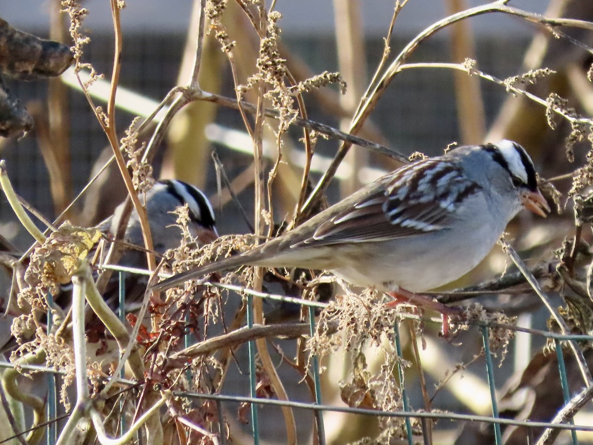 strnadec bělopásý - ML644465771
