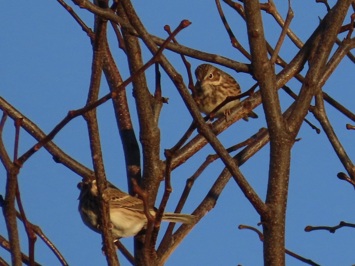 Vesper Sparrow - ML644465792