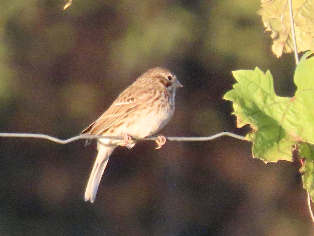 Vesper Sparrow - ML644465793