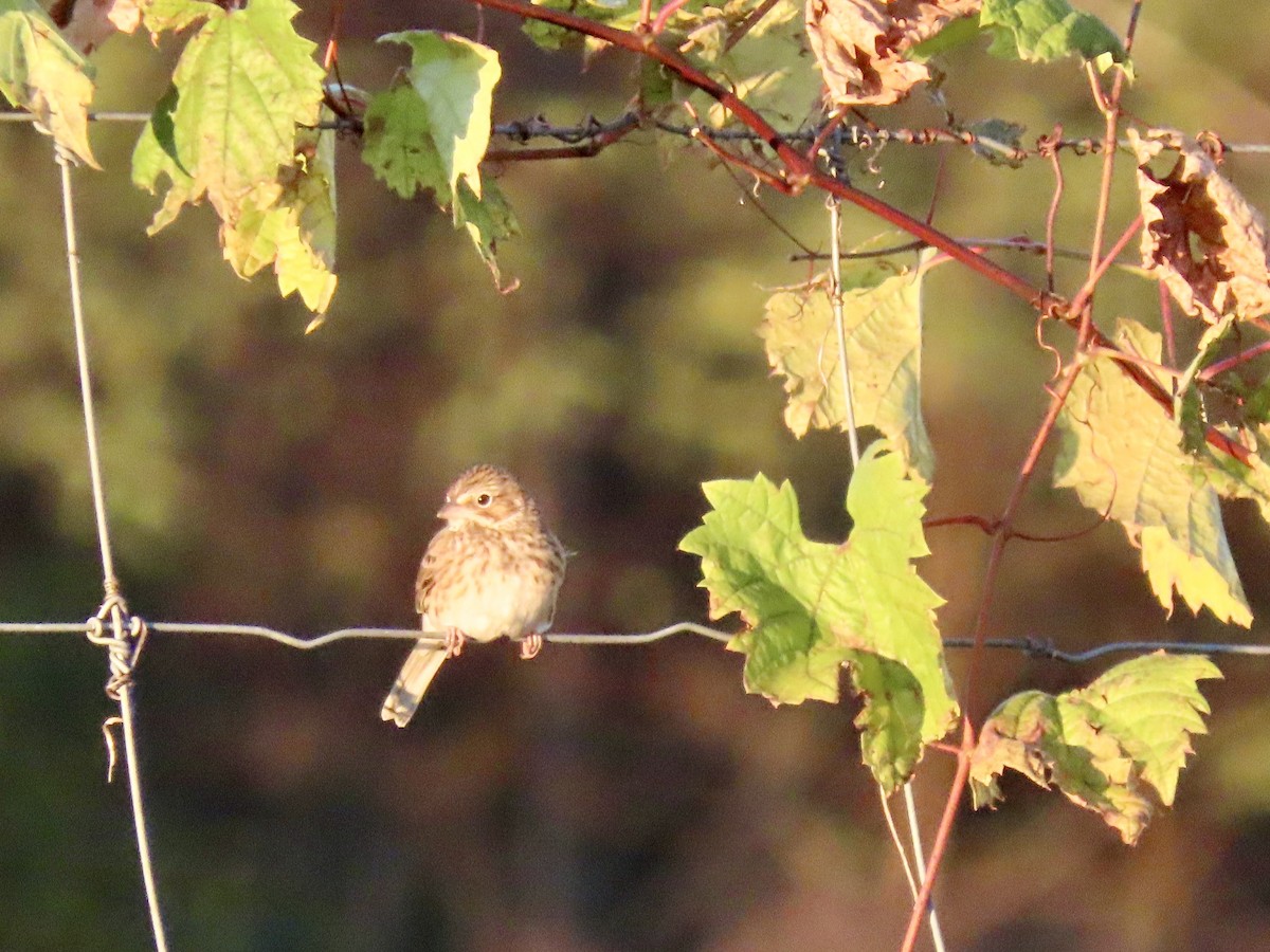 Vesper Sparrow - ML644465794