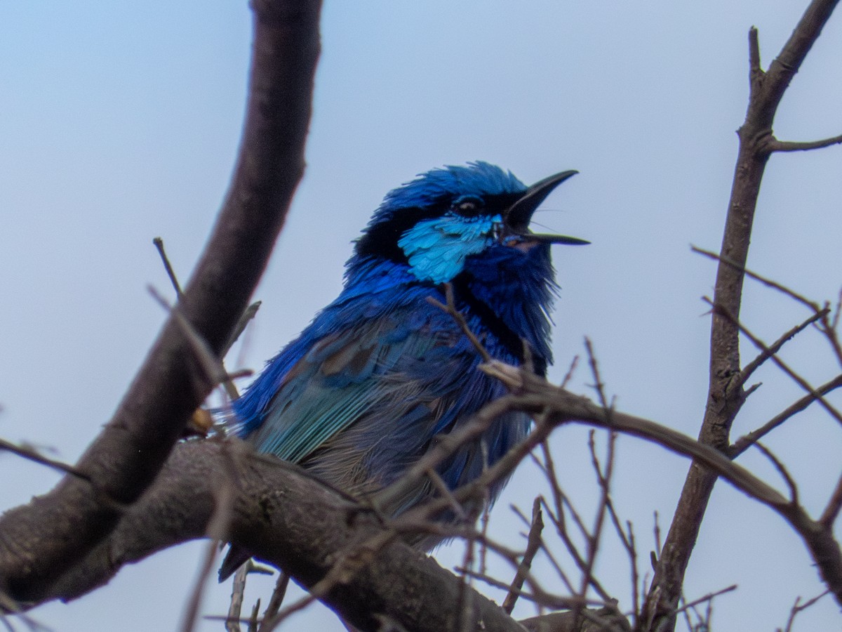 Splendid Fairywren - ML644465795