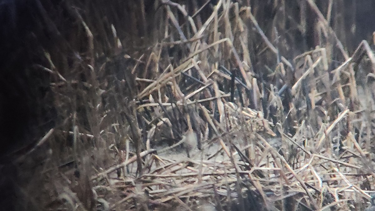 enkeltbekkasin - ML644465802